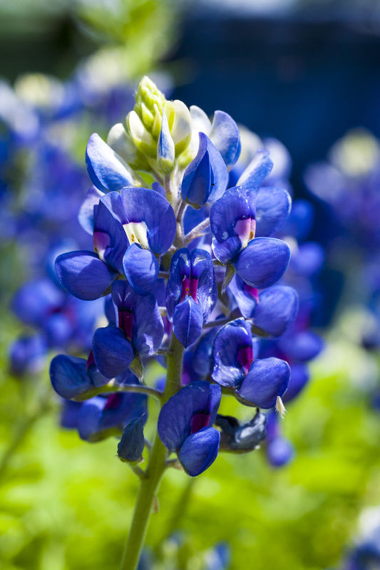 Texas Bluebonnets are starting to bloom....