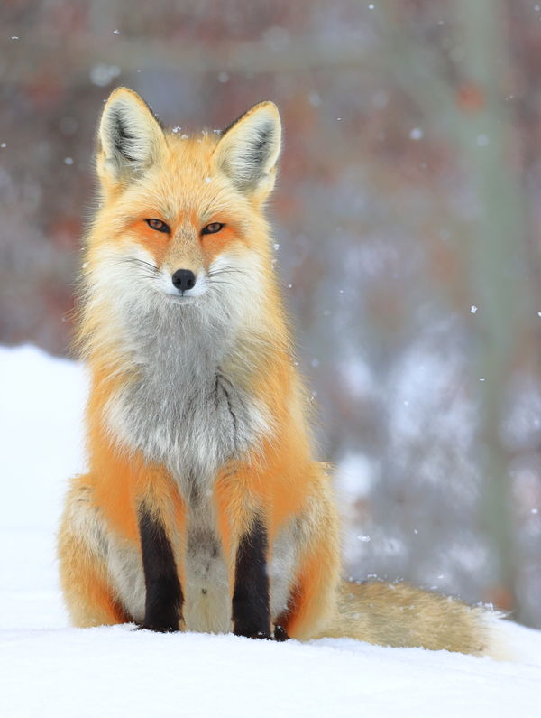 Red fox wondering if I am friendly!...