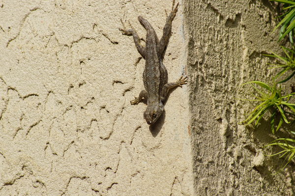 lizard;theses guys are all over the complex....