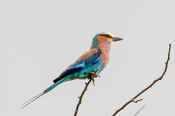 Lilac-Breasted Roller - this is their national bir...