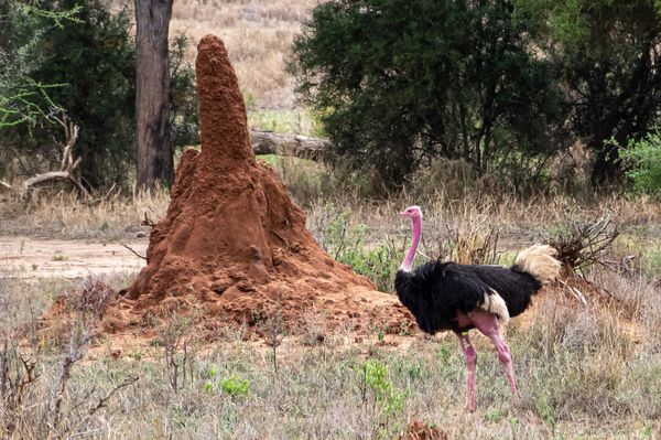 Male Ostrich near a termite mound. Note that the p...
