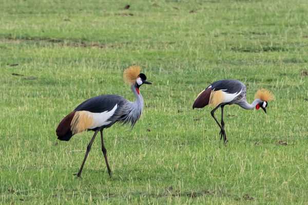 Grey-crowned Cranes...