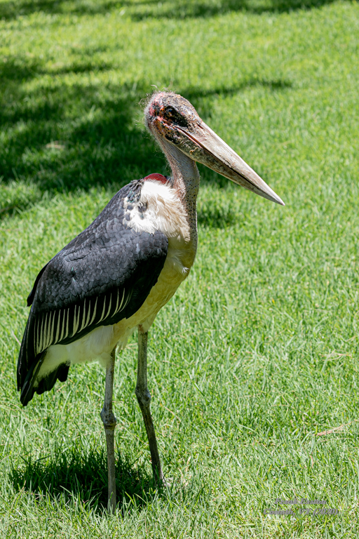 Marabou Stork ... a bird that I think is the uglie...