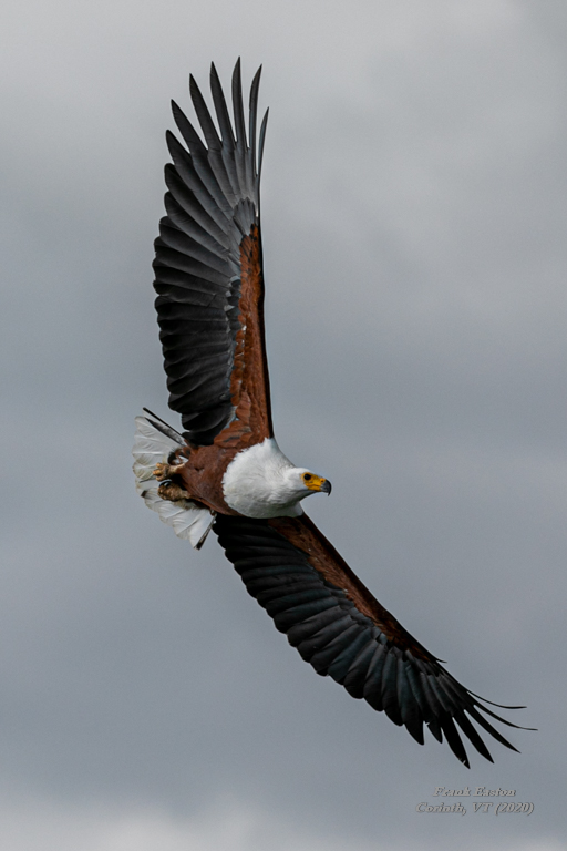 African Fish Eagle ... swooping in for a fish ... ...