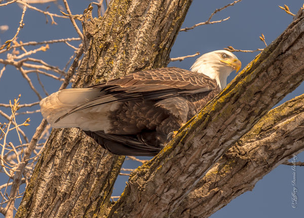 Fishing Eagle Up a Tree...