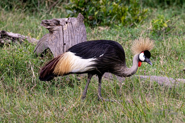 Gray Crowned Crane ... one of the most stunning bi...