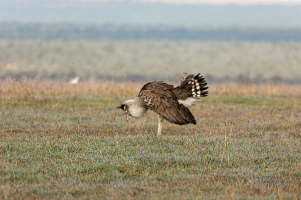 Kori Bustard ... with a bow to his fans ......
