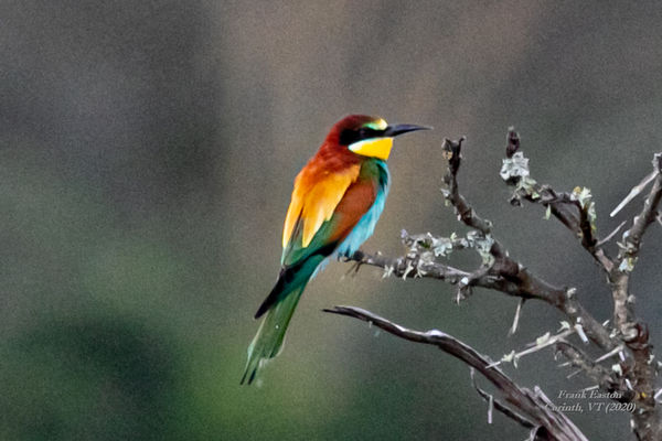 European Bee Eater ... a bit soft, but a very colo...