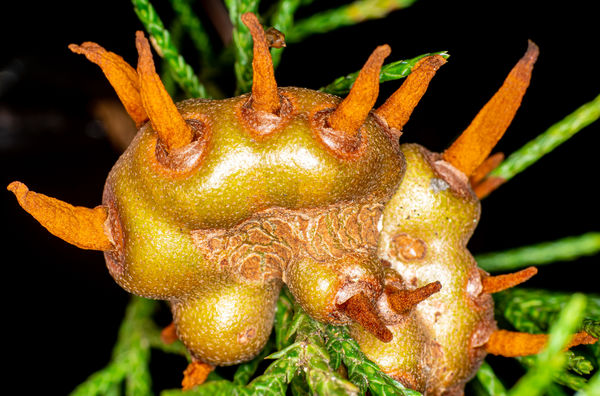 Кедрово яблочный гниющий гриб cedar apple rust fungus