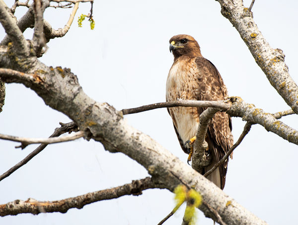 No set is complete without the Red-tailed Hawk....