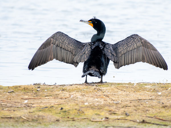Double-crested Cormorant.  Tell me again how many ...