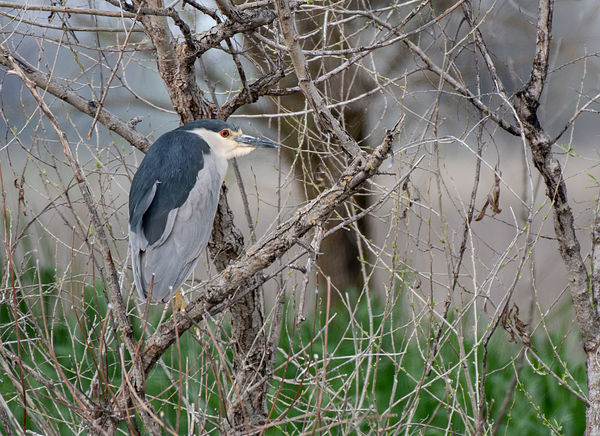 Black-crowned Night Heron, in a colony by a creek,...