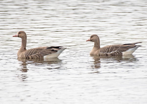 Greater White-fronted Geese, most have started the...