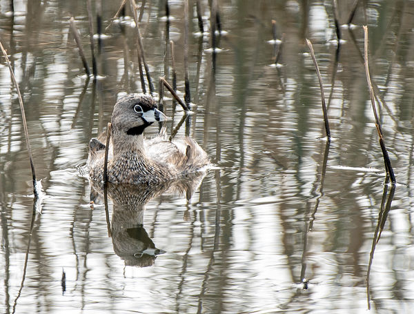 Pie-billed Grebe. These look so boring until you s...