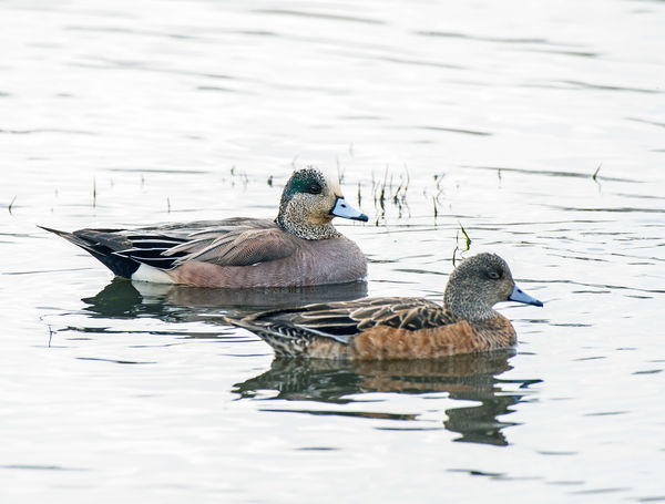 A pair of American Wigeons under those gray smoky ...
