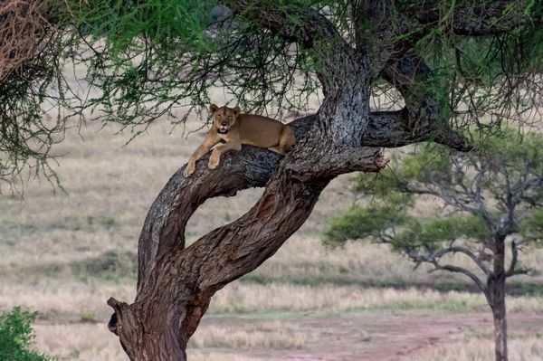 Tarangire - just hangin' out away from the flies...