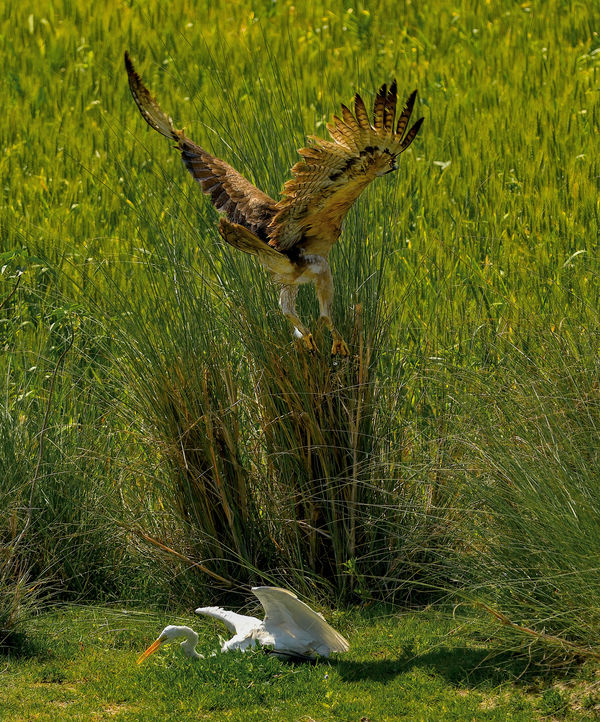 Tawny Eagle - after whacking the egret out of the ...