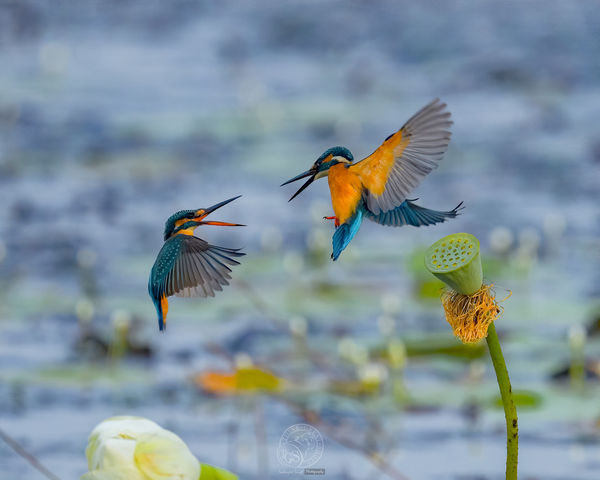Common Kingfisher - attack mode....