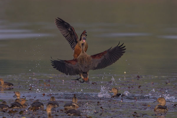 Whistling Teal - Getting airborne to deliver a che...