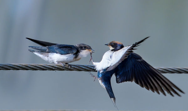 Wire Tail Swallow - Teach 'em young, how to delive...