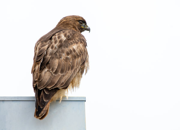 Yesterday, a Red-tailed Hawk on a pumping station ...