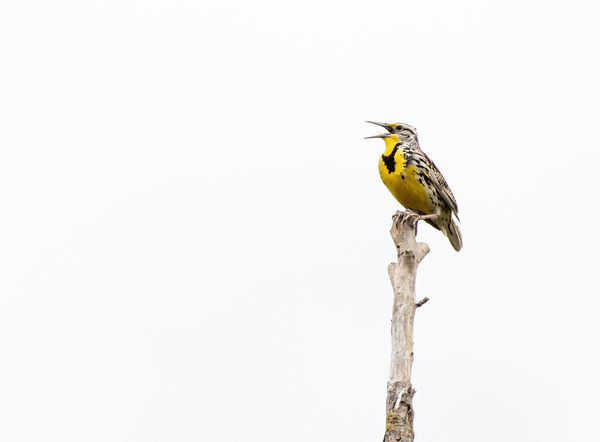 A Western Meadowlark singing his heart out....