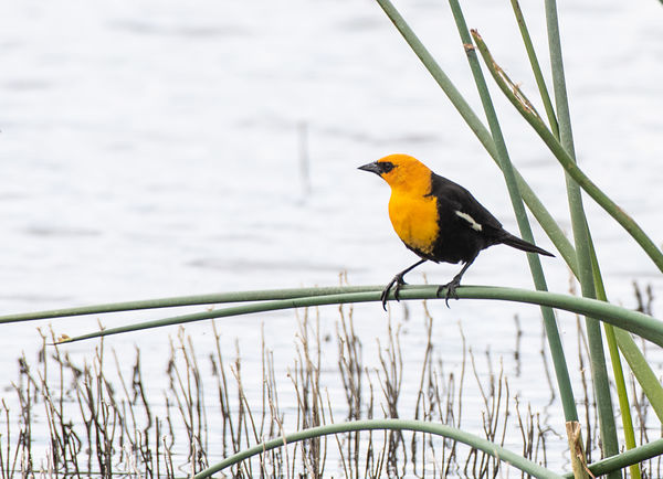 A Yellow-headed Blackbird, not quite as much negat...