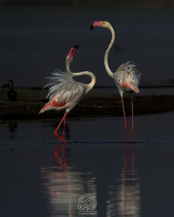 Greater Flamingo - sun down....