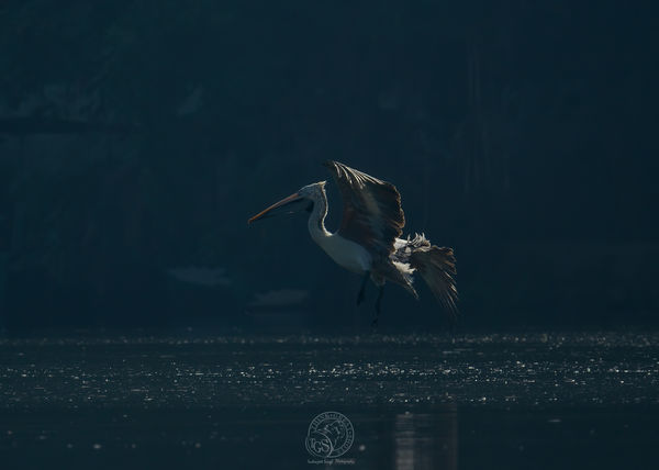 Pelican - early morning arrival....