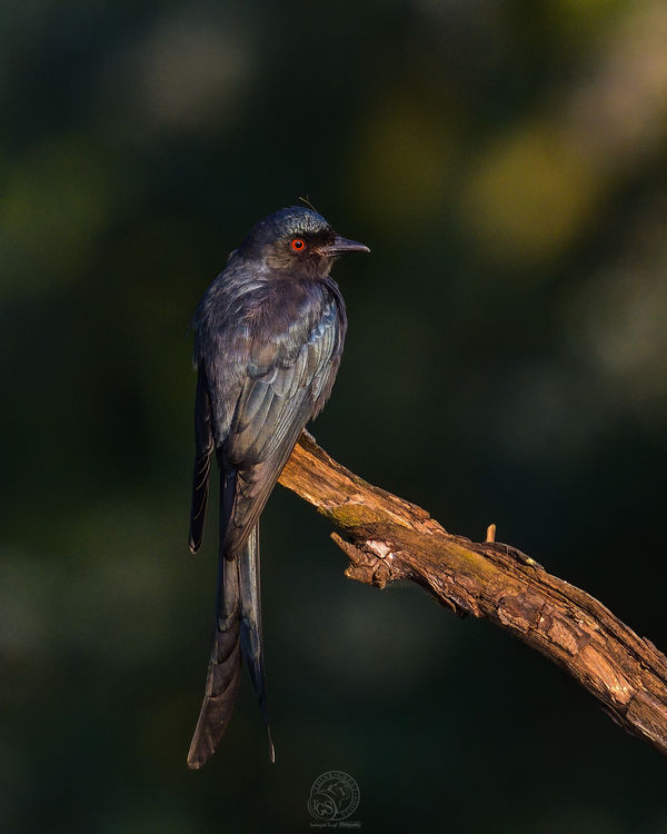 Black Drongo - here comes the sun....