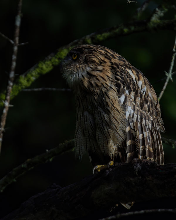 Brown Fish Owl - last of the evening light....