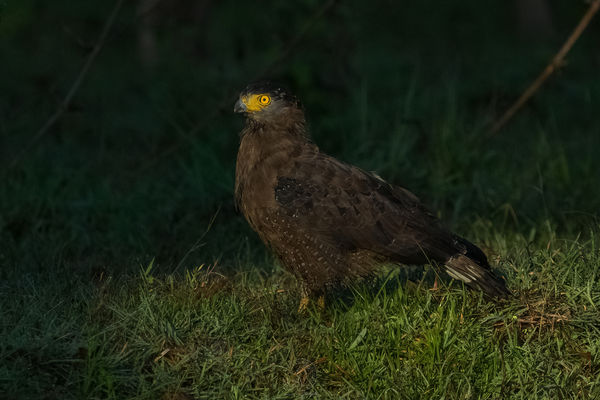 Crested Serpent Eagle - early morning kill....