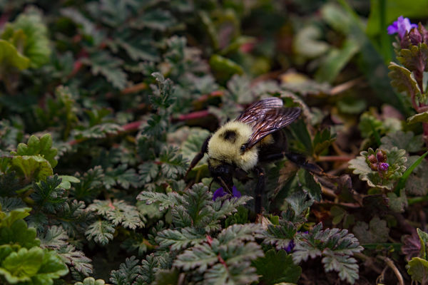 Bumble Bee...