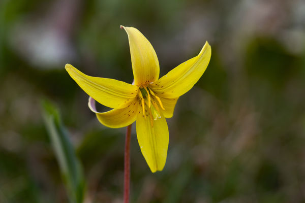 Trout Lilly...