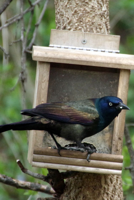 Grackles are distinguishable by the eyes even if w...
