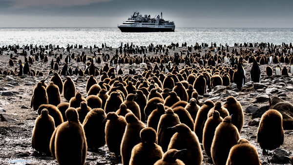 All of these King penguin chicks are waiting for t...