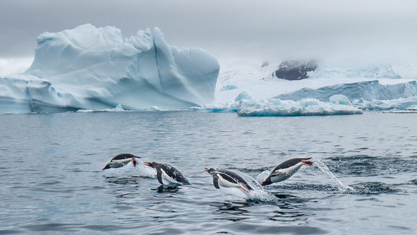 It was a common sight to see the Gentoo penguins p...