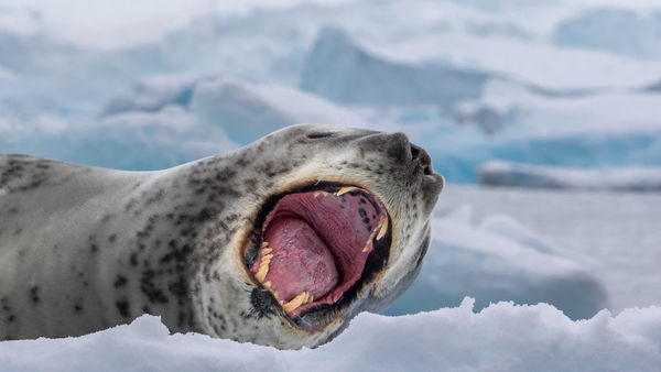 I suppose this Leopard seal did not find us intere...