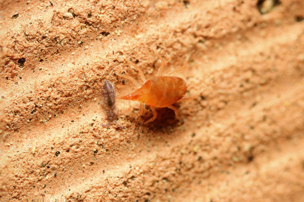 mite eating a springtail: and a seed thing from a yew tree...