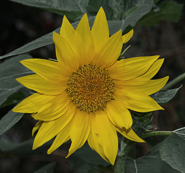 Sunflower - complements of the bird feeder....