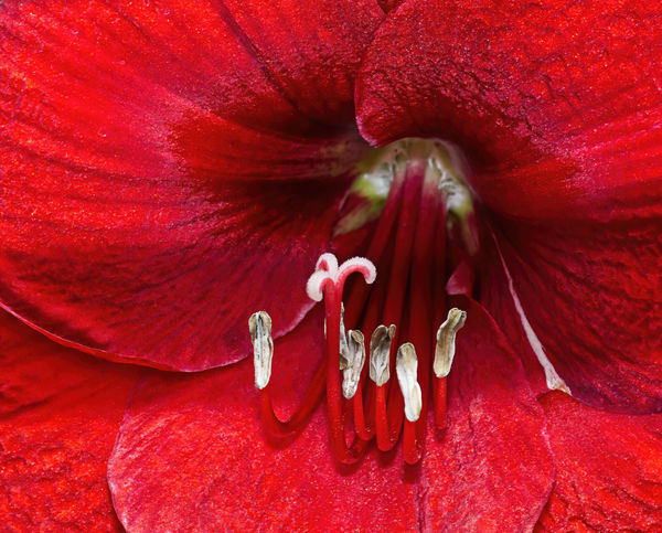 The amaryllis was in a spot where I couldn't get a...