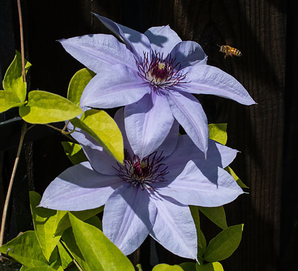 Clematis are early blooming...