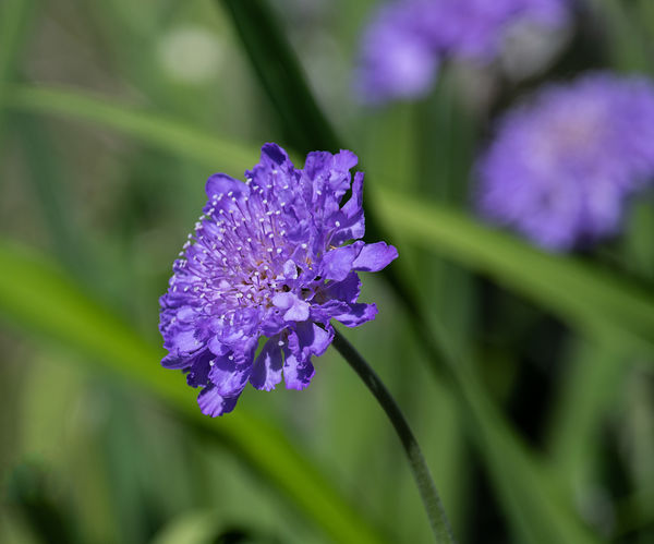 Scabiosa, blooms all year but best in spring....
