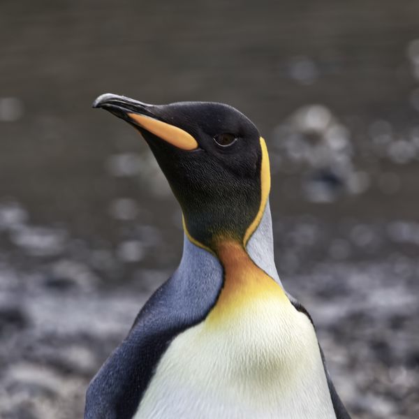 I am the King! Penguin that is...
