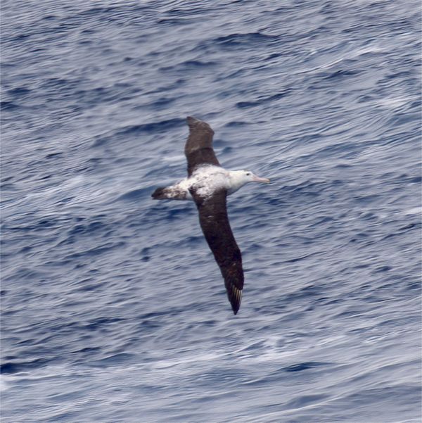 Wandering Albatross - The wingspan can get up to 1...