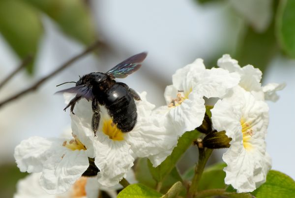 Carpenter Bee