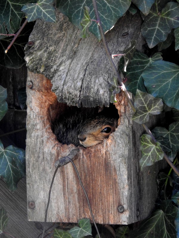 Squirrel in My Birdhouse I put this birdhouse on the back fence several years ago. The birds