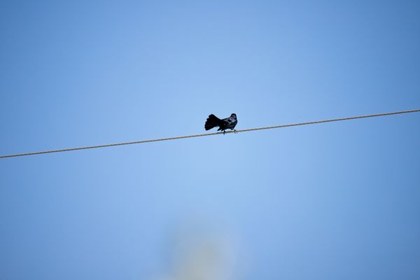 Blackbird 10-15 ft down the wire from the dove....