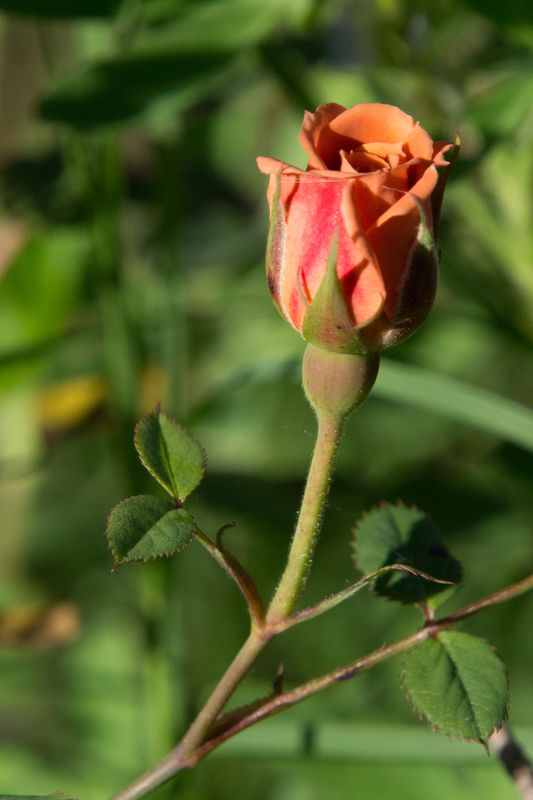 A Miniature Rose...