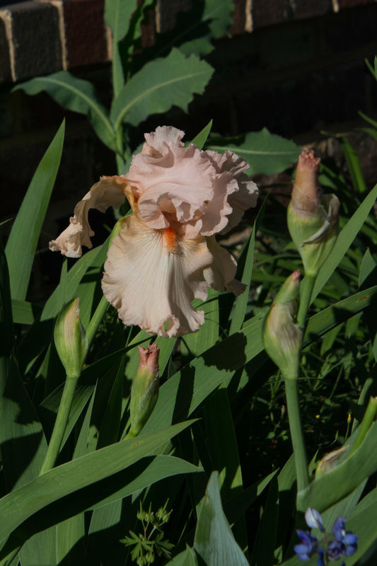 The following images are of Irises all in full sun...
